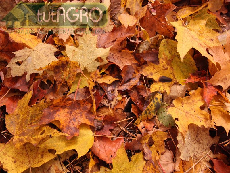 Опасные укрытия - AGROzen