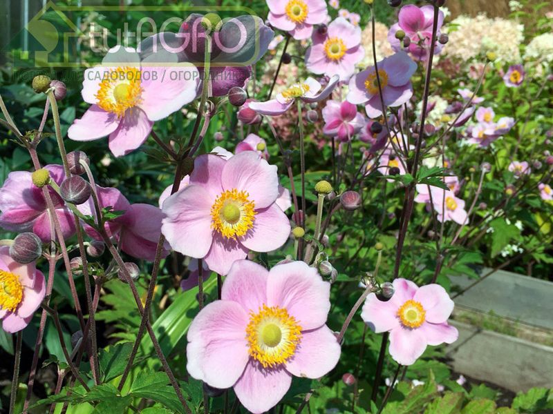 Осеннецветущие анемоны - AGROzen