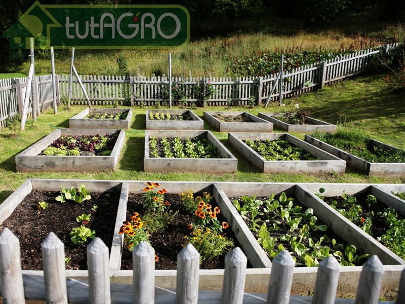 Создание органического огорода, как и уход за ним, на любом типе почвы не представляет сложности - AGROzen