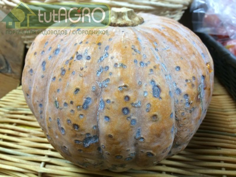 В процессе хранения тыквы и кабачки иногда покрываются подозрительными пятнами черного или белого цвета - AGROzen