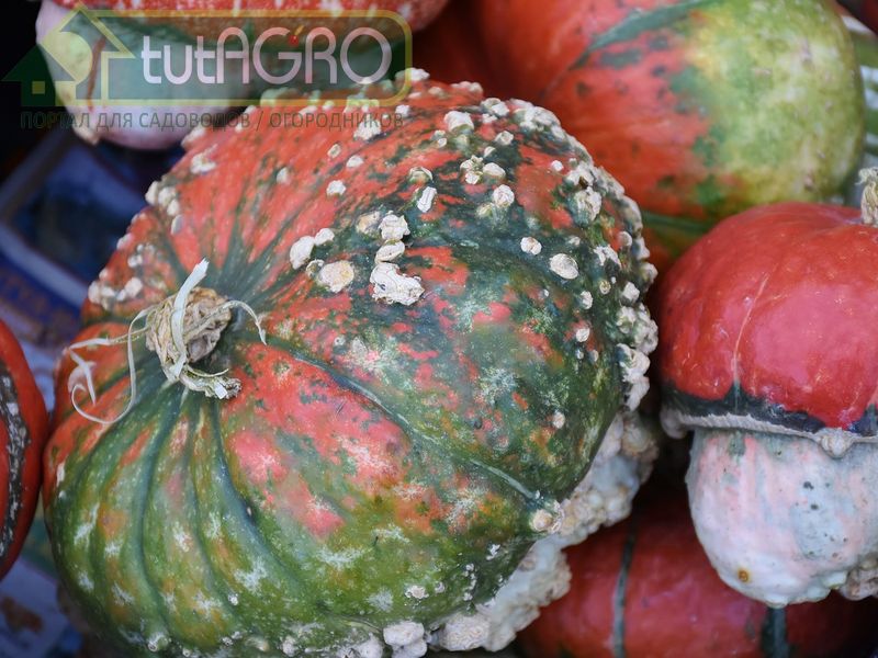 Самым опасным обладателем такого пушка является гриб фузариум - AGROzen