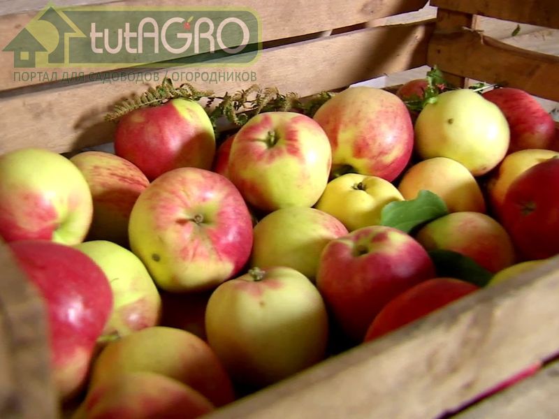 Храним яблоки дома - AGROzen