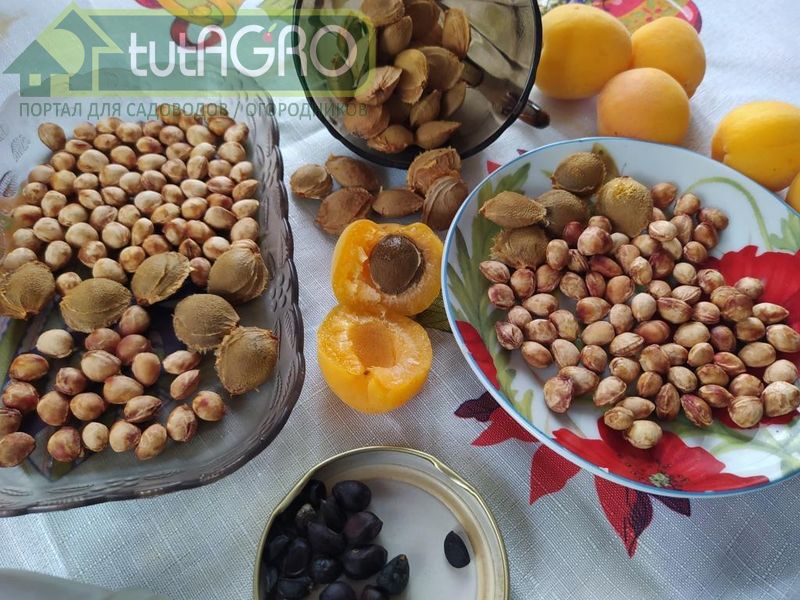 Косточку в землю зарою… - AGROzen