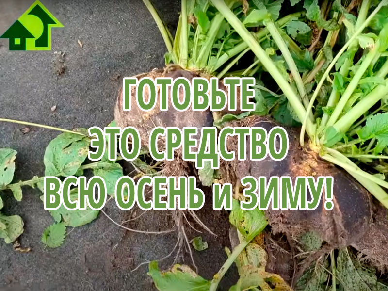 Среди огородных растений есть несколько, может, не самых вкусных и популярных, но уж точно по-настоящему полезных и лечебных. К ним относится и черная редька. Иван Русских готовит из редьки... особый медовый смузи! Все подробно показываем в этом видео.  Настоящий огородный эликсир здоровья и бодрости