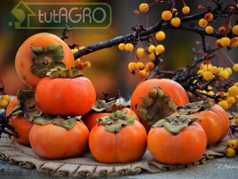 Сладкий ноябрь под знаком хурмы - AGROzen