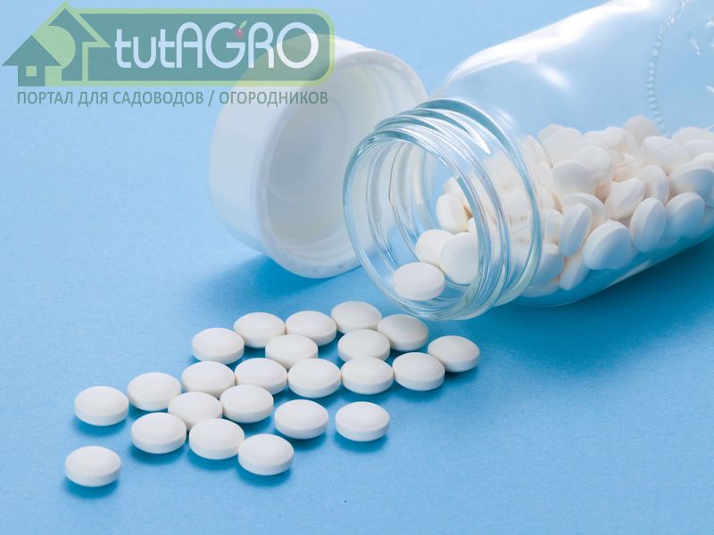 Увеличить эффективность применения биологических средств защиты растений можно в 10, а то и больше раз - AGROzen