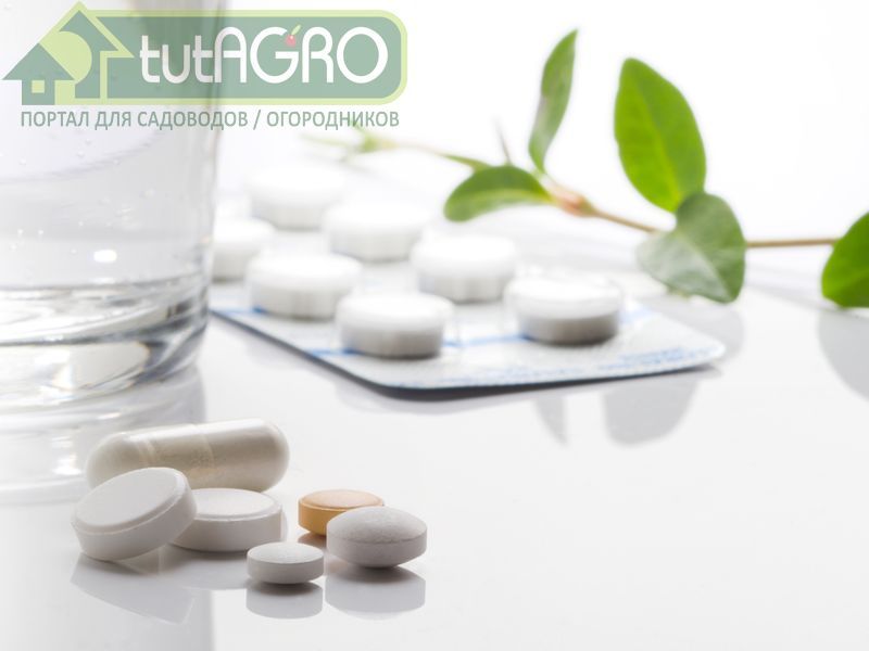 В 100 мл воды поместите 6 таблеток ацетилсалициловой кислоты и кипятите 20 минут - AGROzen