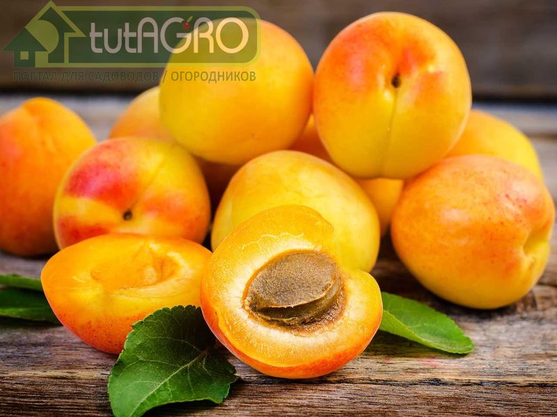 Неженка абрикос - AGROzen