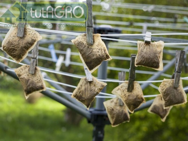 Время пить чай - AGROzen