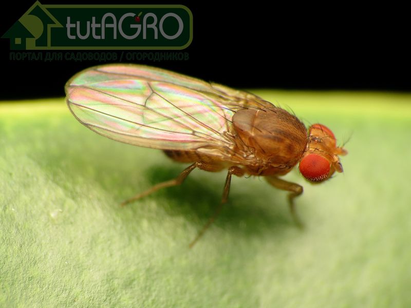 Плодовые мушки. Как избавиться? - AGROzen