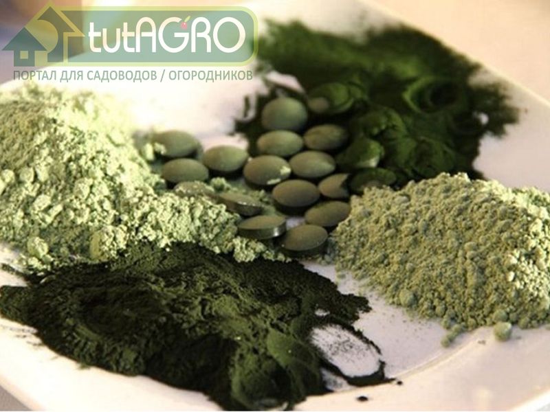 Хлорелла или спирулина? Что выбрать? - AGROzen