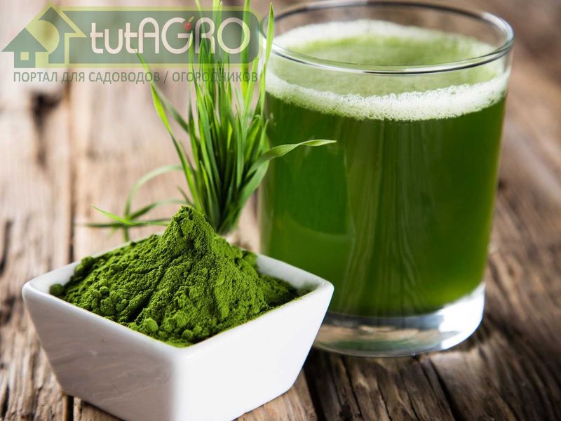 Хлорелла хорошо известна в садово-огородных кругах как водоросль, которая помогает росту развитию растений - AGROzen