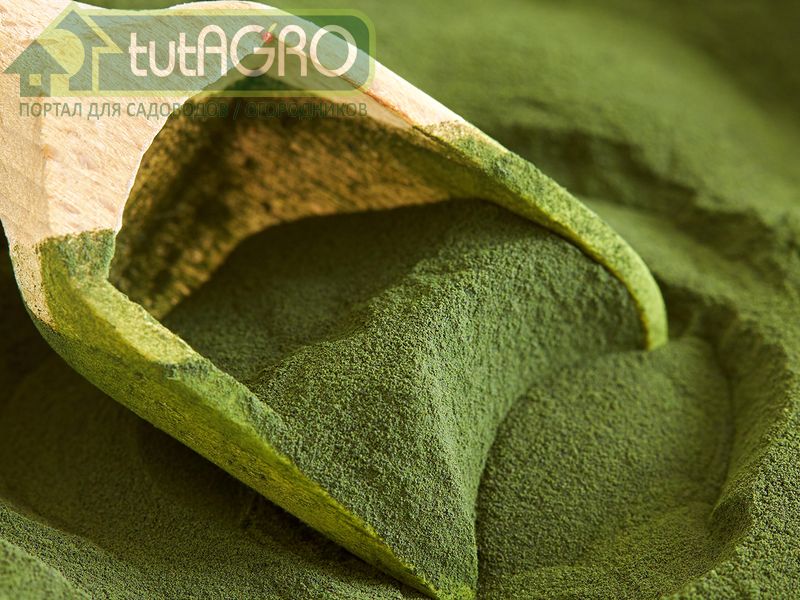 В отличие от спирулины, хлореллу очень легко можно выращивать в домашних условиях круглый год - AGROzen