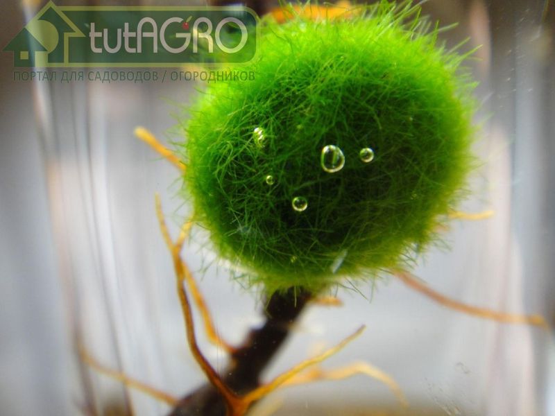 Хлорелла - зеленая водоросль, уникальное по своему происхождению и действию и суперпитание и средство для стимуляции роста и развития растений - AGROzen