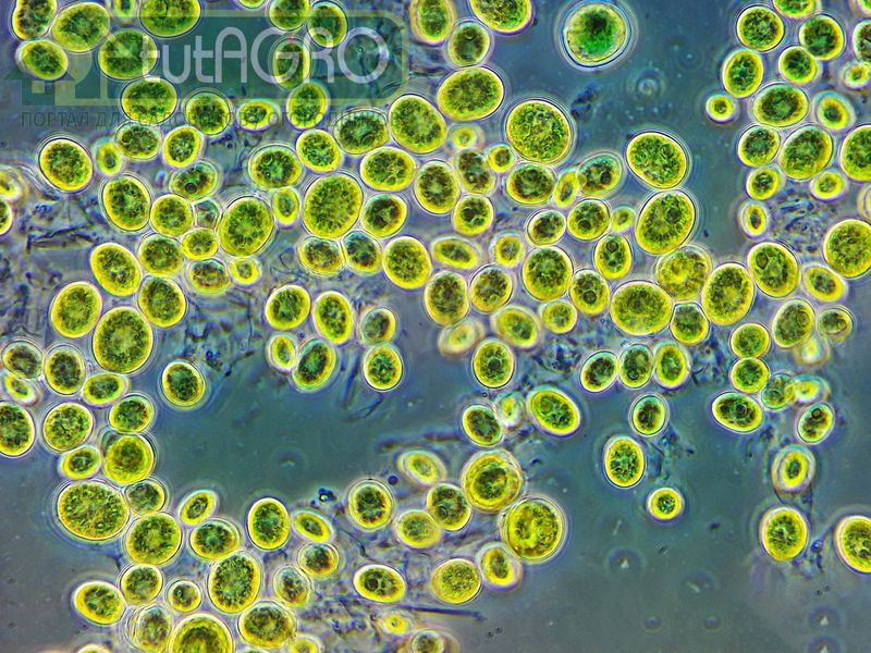 Благодаря хлорелле урожай многих растений повышается до 30 % - AGROzen