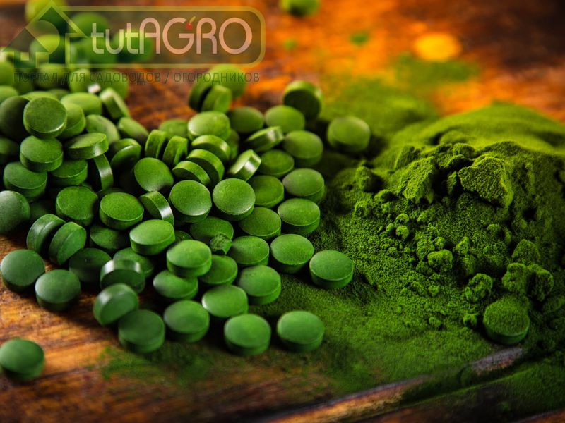 Спирулина - это цианобактерия - AGROzen