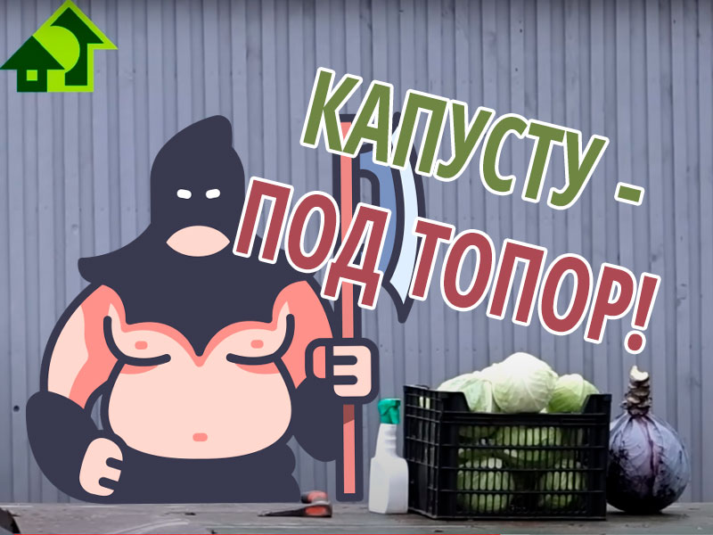 Как хранить капусту - поговорим в этом выпуске. А заодно Иван Русских расскажет про секреты хранения капусты зимой в домашних условиях и о таком способе, как хранение в пленке. Как сохранить кочанную капусту до весны?