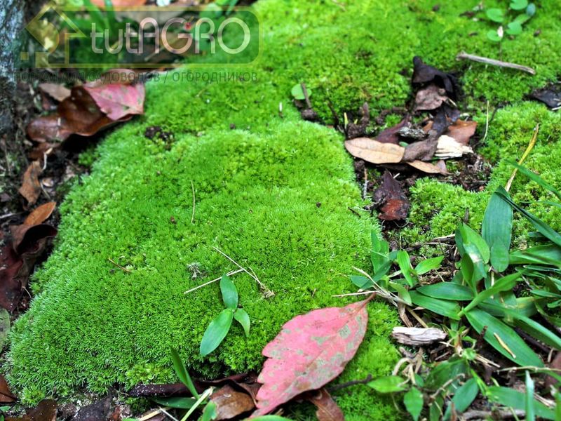 Мох - природное биосредство - AGROzen