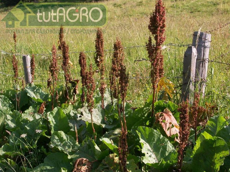 Плодородная земля - исчерпаемый ресурс - AGROzen