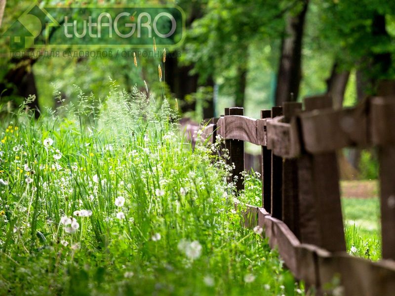 В окрестностях участка можно найти места, где земля не подвергалась сельскохозяйственному воздействию - AGROzen