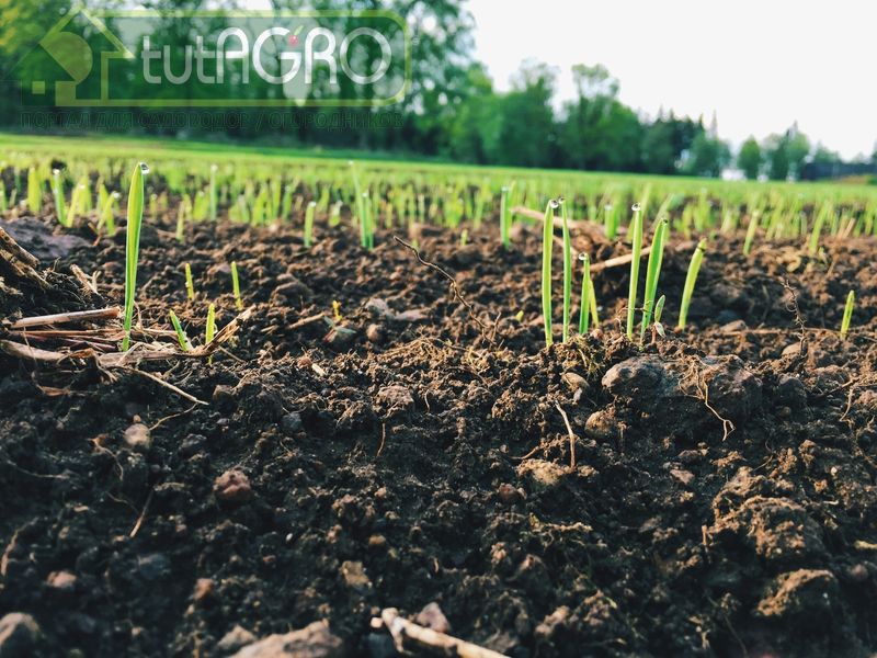 Индикаторы плодородия. Где взять плодородный грунт? - AGROzen