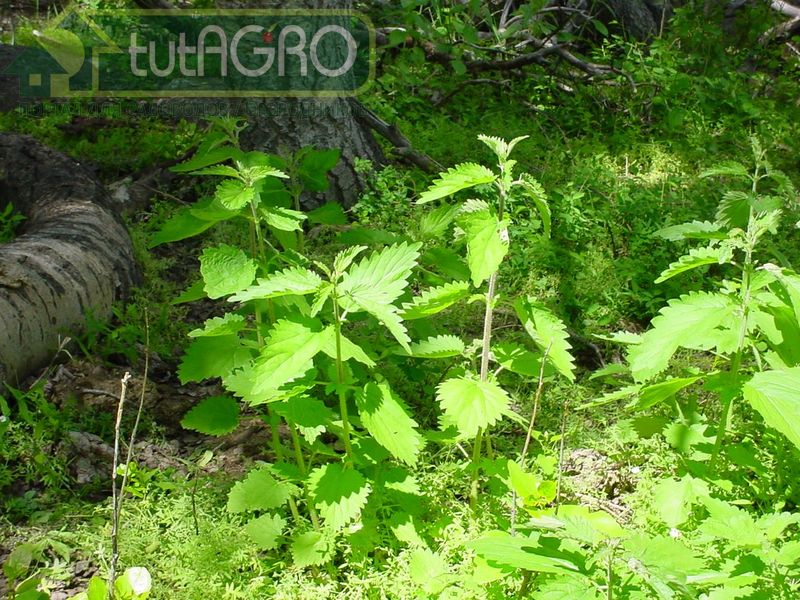 К растениям-индикаторам плодородия относятся также конский щавель, лопух, сныть, а еще бузина - AGROzen