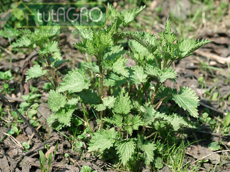 Крапива двудомная является показателем высокого плодородия почвы - AGROzen