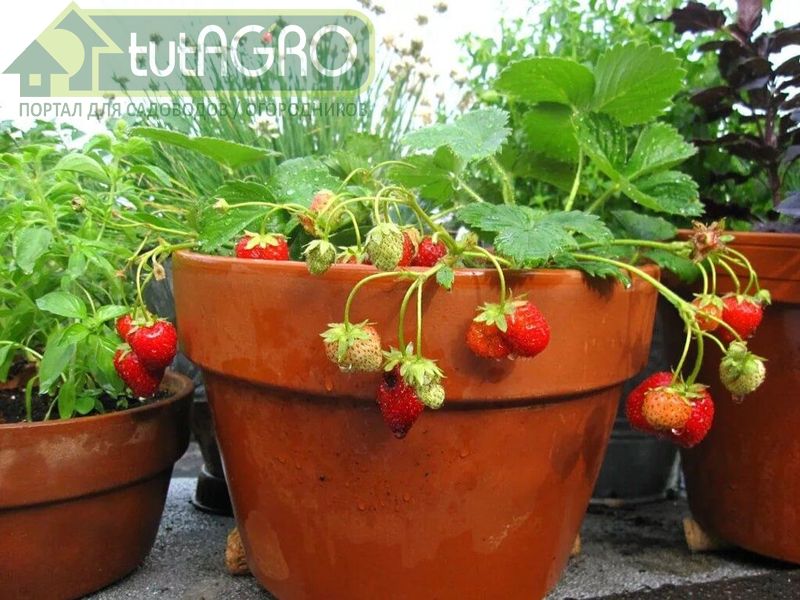 Клубника на балконе - AGROzen