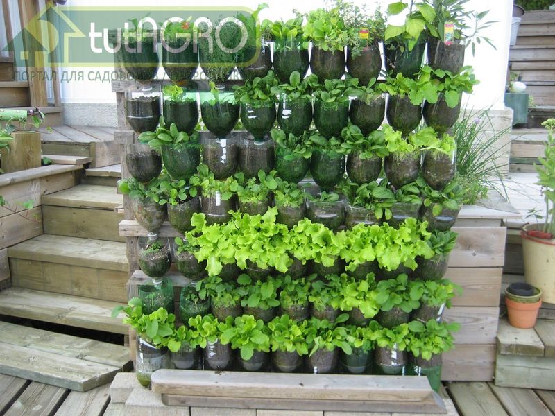 Пряный огород на гидропонике - AGROzen