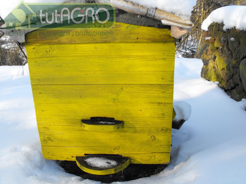 Зимние подкормки. Как поддержать пчел зимой? - AGROzen