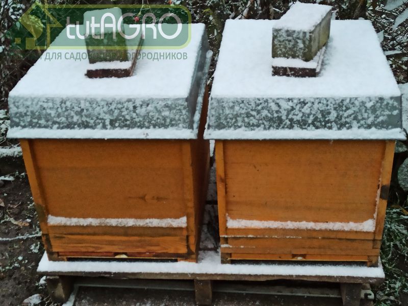 Прежде всего – это соты с хорошим медом - AGROzen