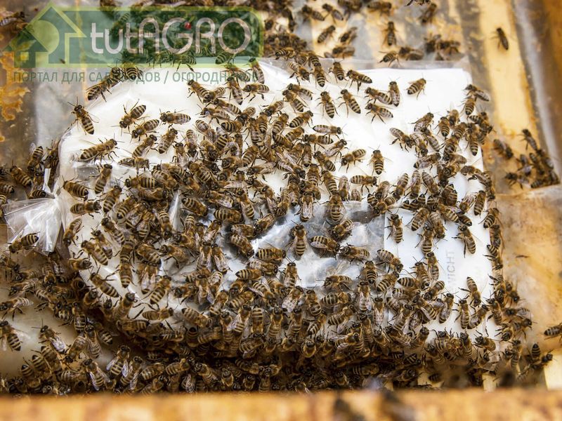 Помадка – тоже один из видов подкормки пчел зимой и ранней весной - AGROzen