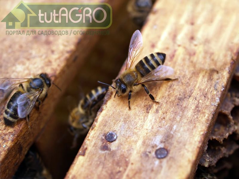 Леденец тоже можно приготовить в домашних условиях - AGROzen