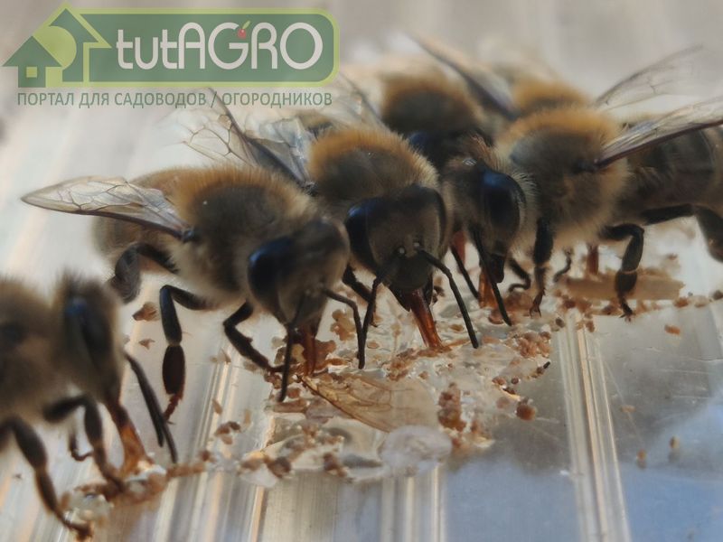 Можно зимой использовать канди - AGROzen