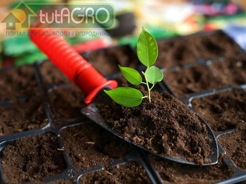 Как защитить торфяную почву - AGROzen