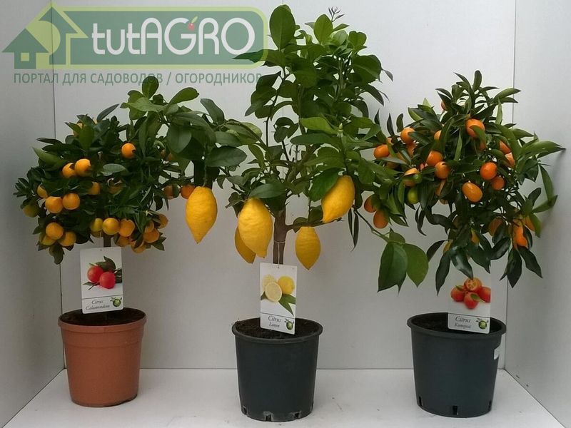 Апельсиново-лимонная атмосфера - AGROzen