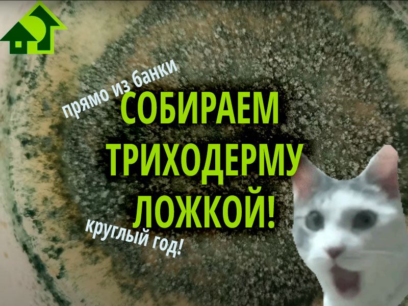 В этом видео Иван Русских делится необычным способом домашнего выращивания триходермы. Аналогично можно растить и Боверию. Это домашний картофельный способ. Картофельная Триходерма и картофельная Боверия от Ивана Русских! Триходерма прямо из банки круглый год!