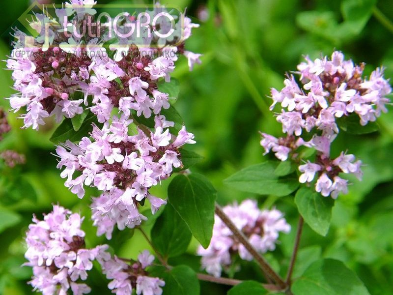 Душица обыкновенная - AGROzen