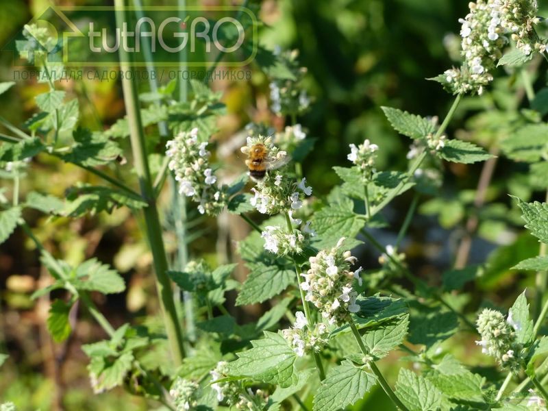 Мелисса - AGROzen