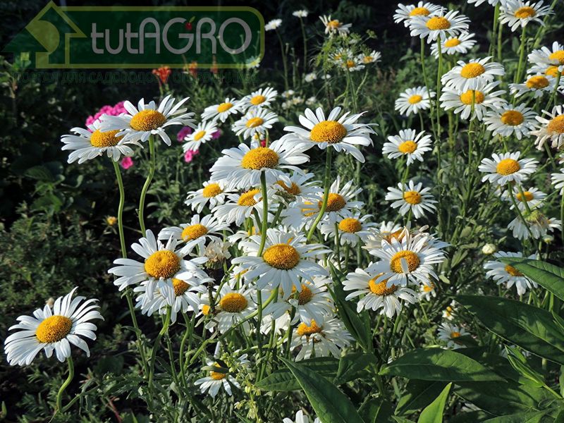 Ромашка - AGROzen