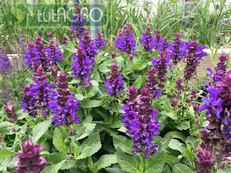 Шалфей лекарственный - AGROzen