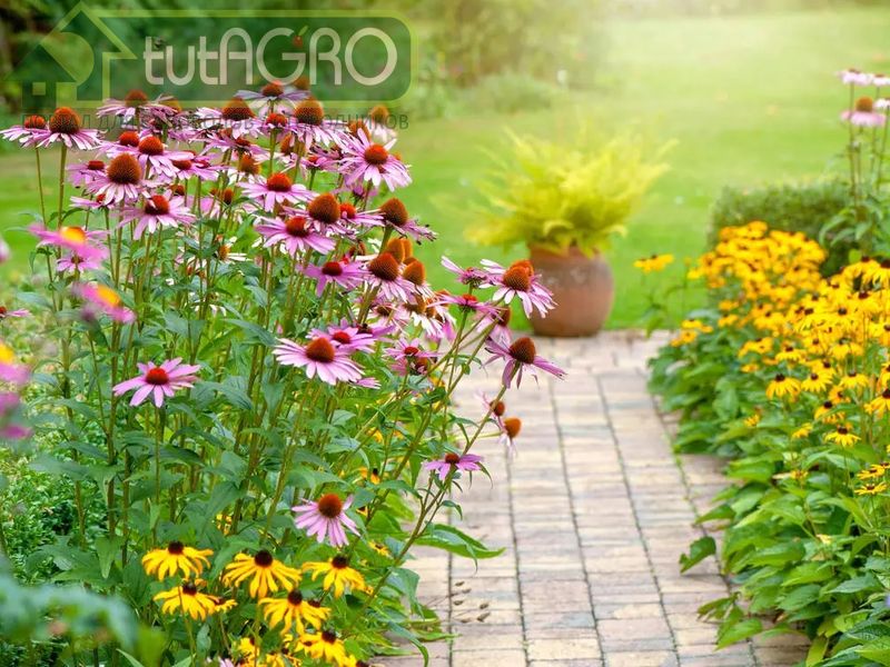 Топ-7 ароматных трав для аптекарского огорода от Ивана Русских - AGROzen