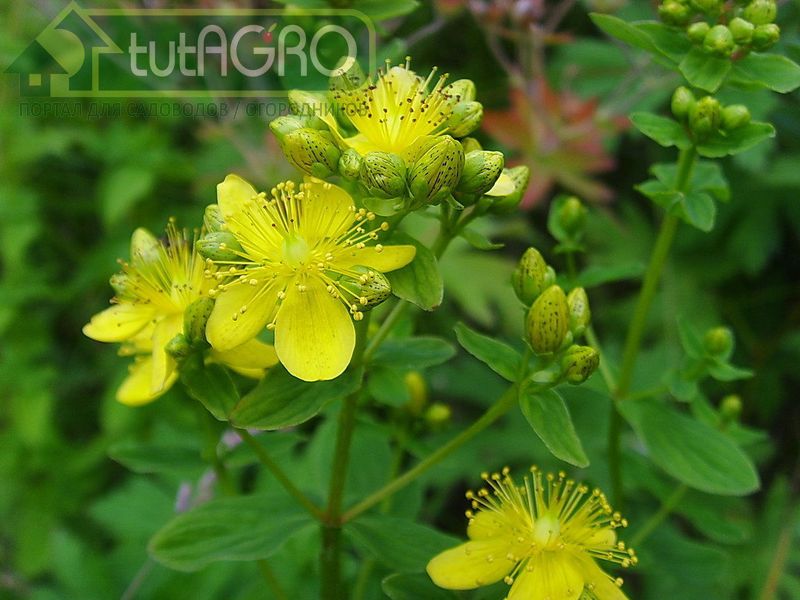 Зверобой продырявленный - AGROzen