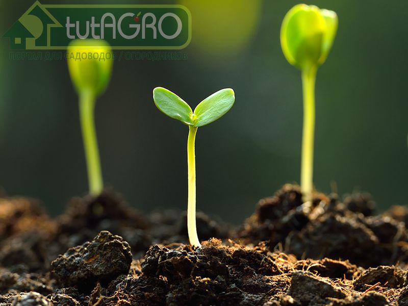 Главный закон плодородия - AGROzen