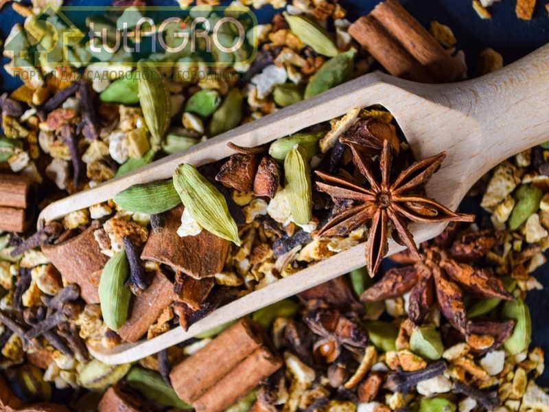 Кардамон в каждый дом - AGROzen
