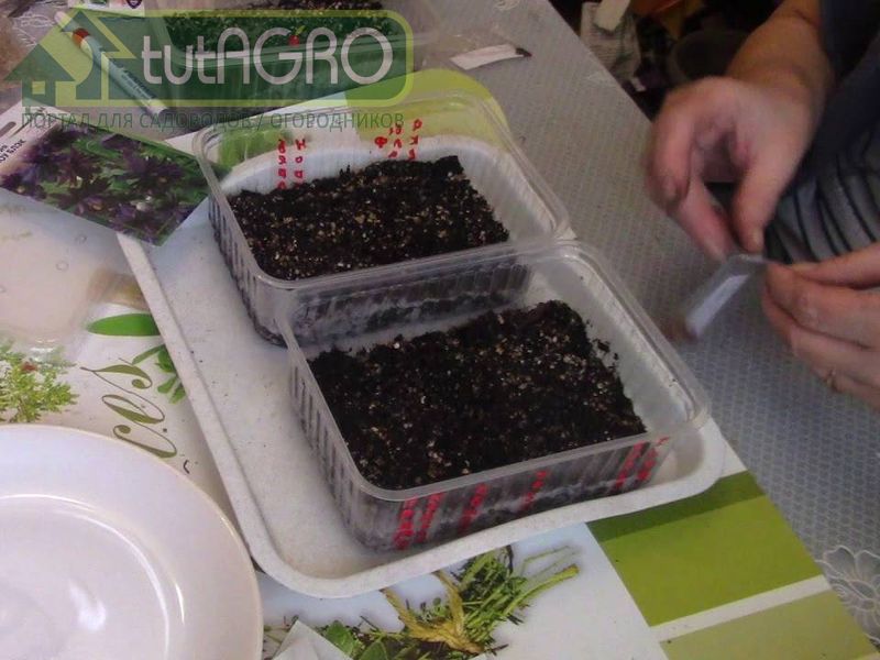 Для хранения оставшихся от посева семян вполне подойдут условия кухонного холодильника или морозильной камеры - AGROzen