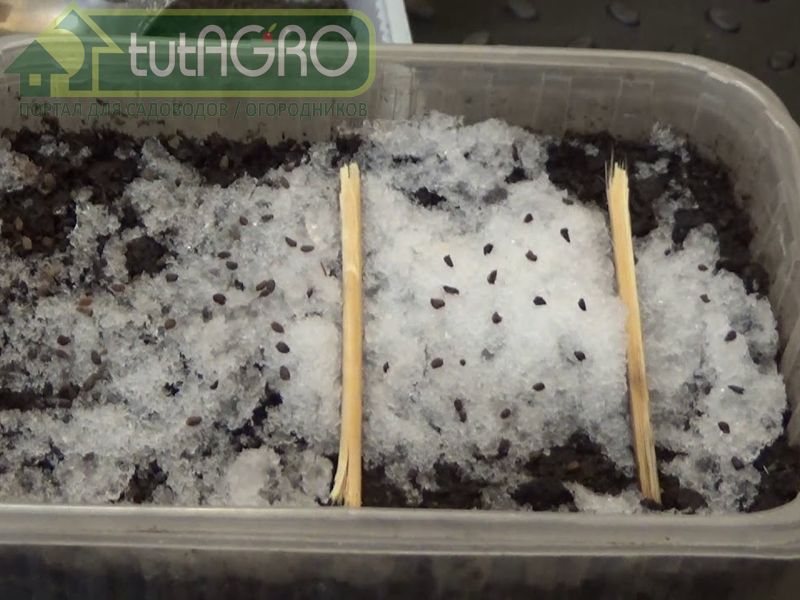 Перед замораживанием семена надо тщательно высушить - AGROzen