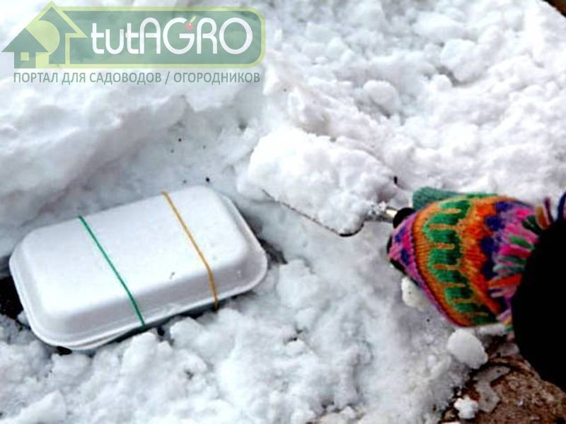 Сухие семена поместить в герметичный контейнер, чтобы они не впитывали влагу - AGROzen