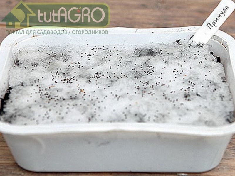 При повышении влажности на 1 % семена теряют половину срока хранения - AGROzen