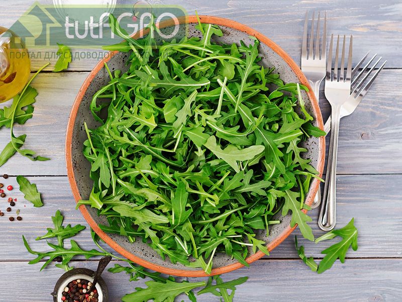 Зимний огород: Руккола - AGROzen